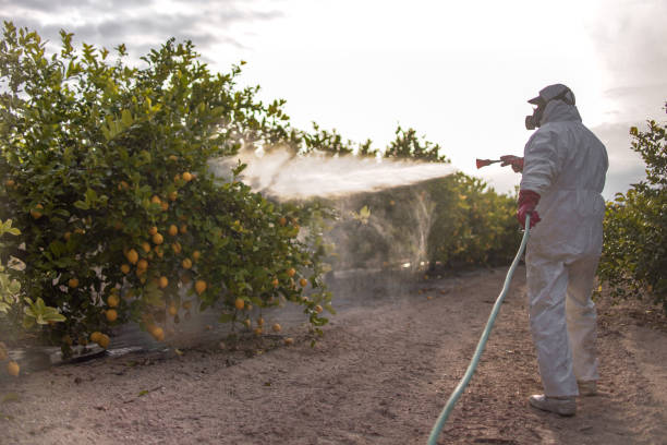 Wasp Removal Services in Pomona, KS