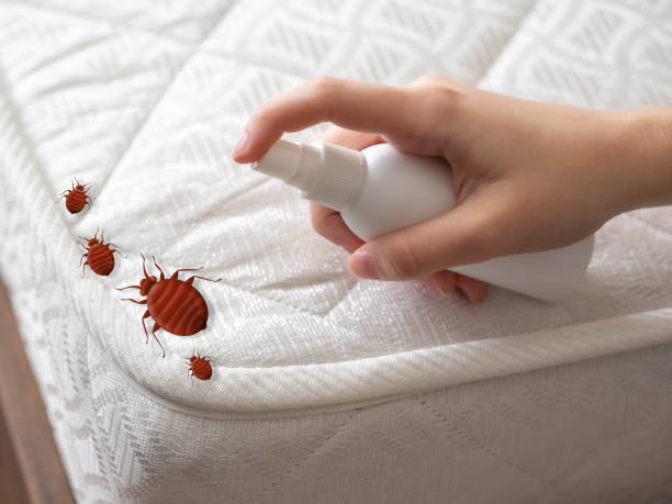 Best Spider Control Near Me  in Pomona, KS